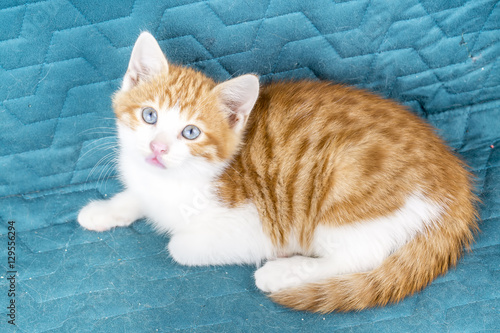 Yavru Kedi