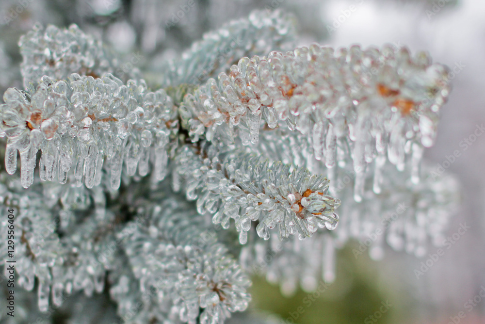 Obraz premium Ice, tree, ice tree, freezing rain,winter