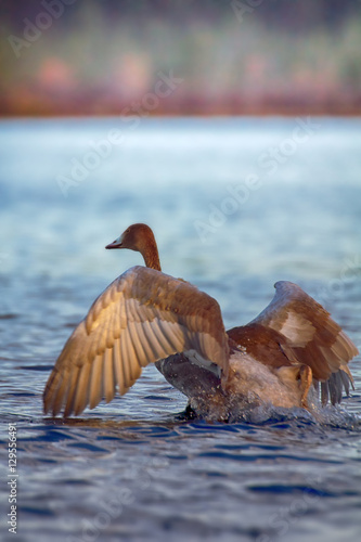 Whooper Swan taking off from water photo