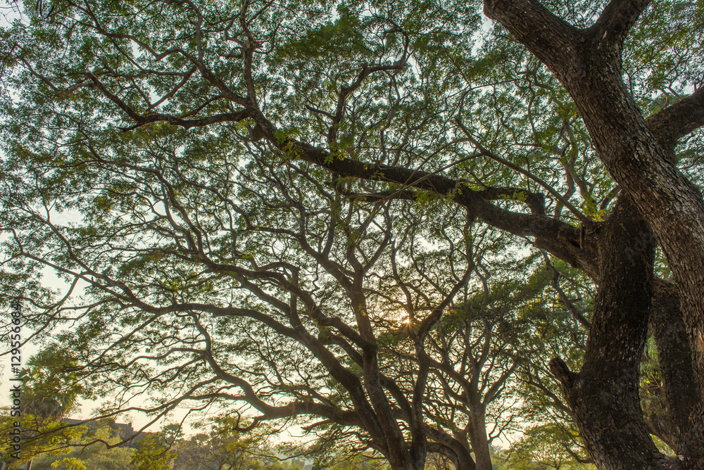 Forest big Tree with sun light in public park Forest big Tree with sun light in public park