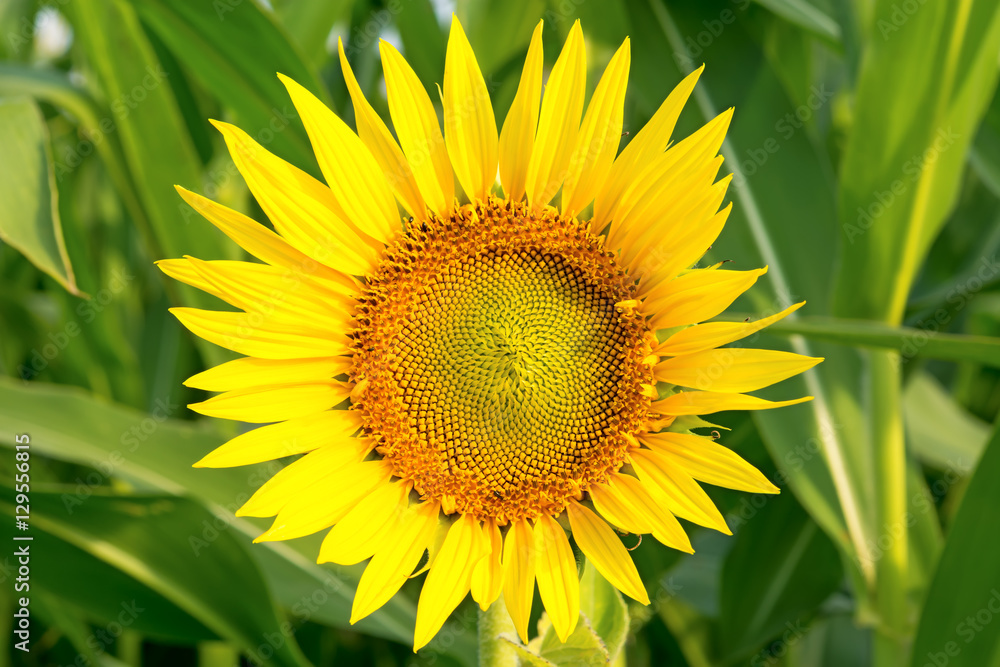 Obraz premium Sunflower on a green background.
