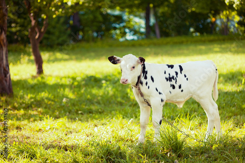 Bull-calf