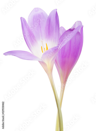 two lilac crocus flowers isolated on white