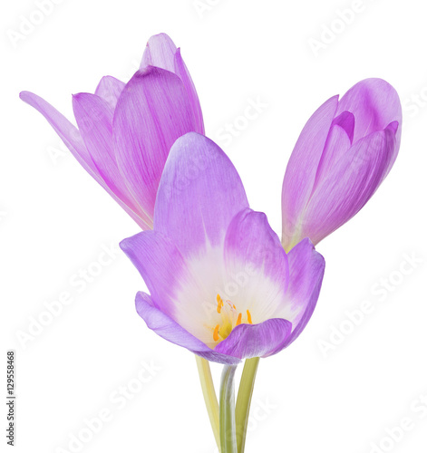 group of three light lilac crocus flower on white © Alexander Potapov