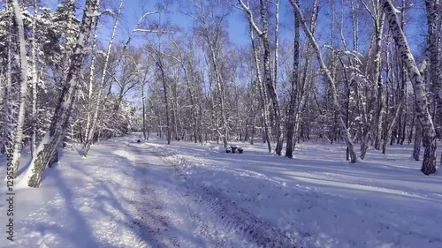 Wallpaper Mural Flying into the wood between the trees strains in winter Torontodigital.ca