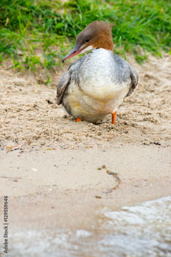 Gänsesäger (Mergus merganser merganser) am Sandstrand, Schweriner See, Mecklenburg-Vorpommern, Deutschland Gänsesäger (Mergus merganser merganser) am Sandstrand, Schweriner See, Mecklenburg-Vorpommern, Deutschland
