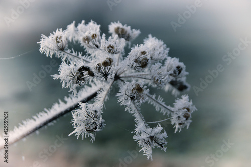 Eisblume, Winterlandschaft, Nahaufnahme  © Ina Meer Sommer