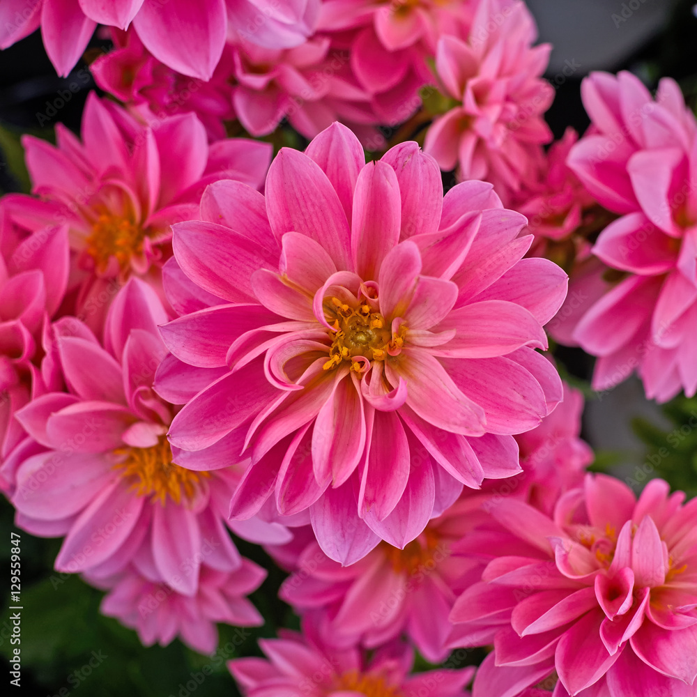 pink dahlia flowers closeup in the garden, natural background