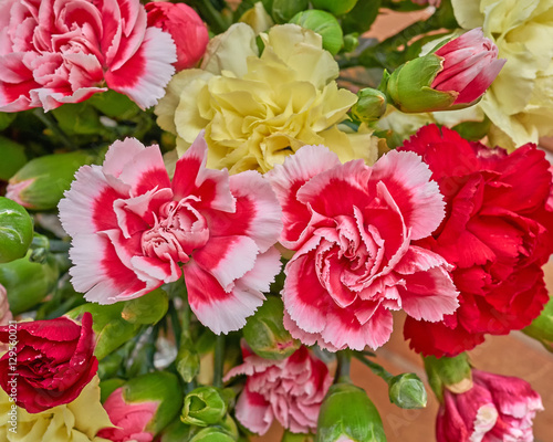 colorful carnation flowers closeup