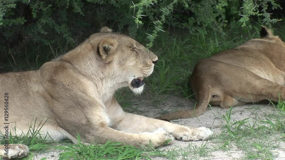 Lion wild dangerous mammal africa savannah Kenya Lion wild dangerous mammal africa savannah Kenya
