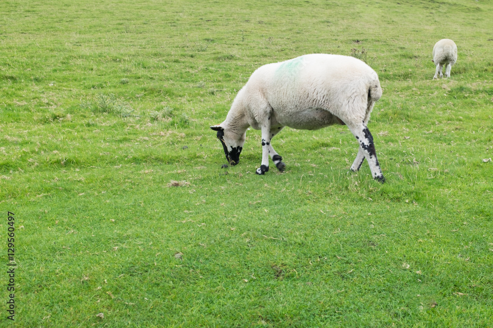 Ein Shropshire Schaf auf einer englischen Wiese Ein Shropshire Schaf auf einer englischen Wiese