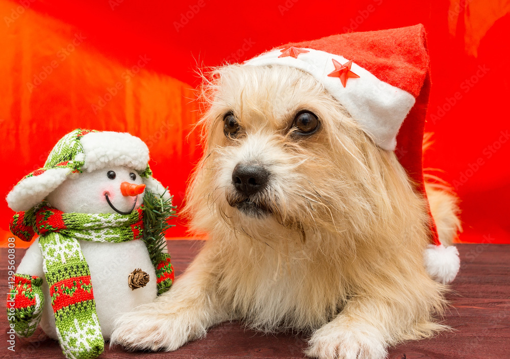 dog in a Christmas hat dog in a Christmas hat