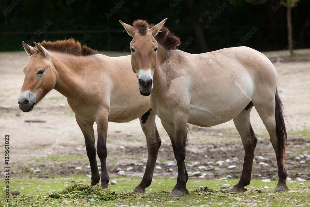 Przewalski's horse (Equus ferus przewalskii) Przewalski's horse (Equus ferus przewalskii)