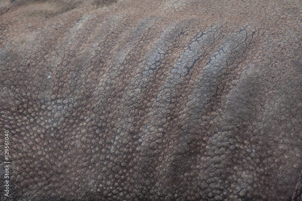 Fototapeta premium Indian rhinoceros (Rhinoceros unicornis). Skin texture