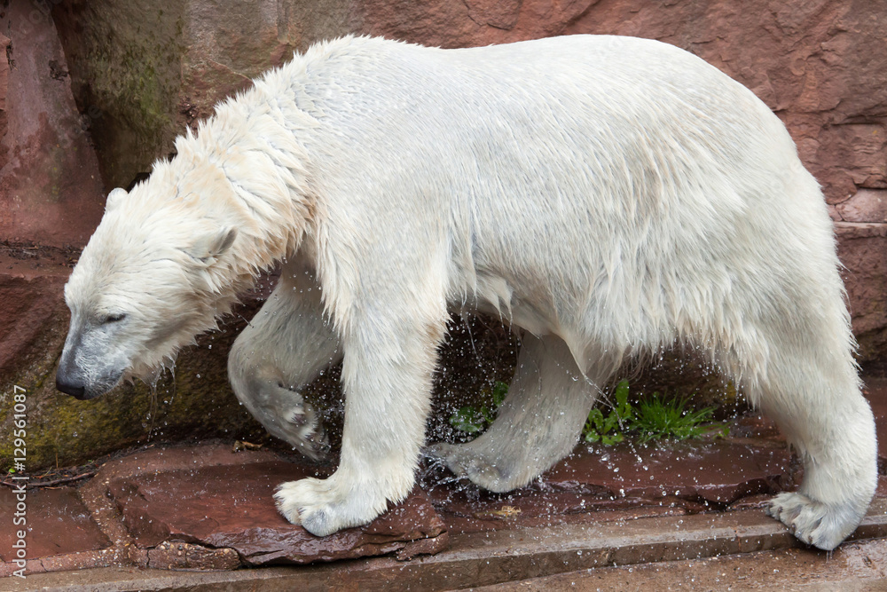 Polar bear (Ursus maritimus).
