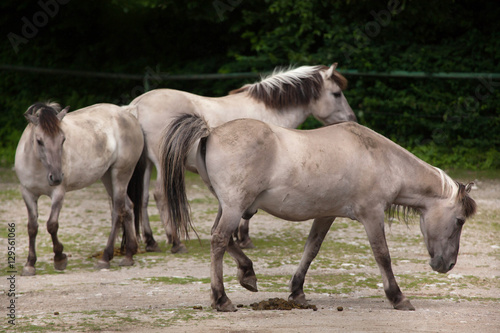 Heck horse (Equus ferus caballus)