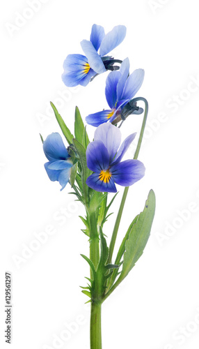 four isolated pansy blue blooms on stem