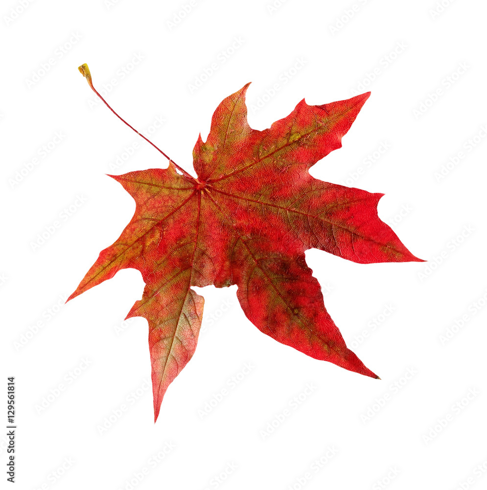 Fototapeta premium .Autumn red maple leaf. Isolated on white background.