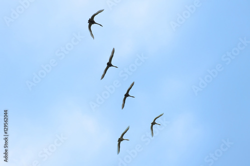 Flying birds on the blue sky
