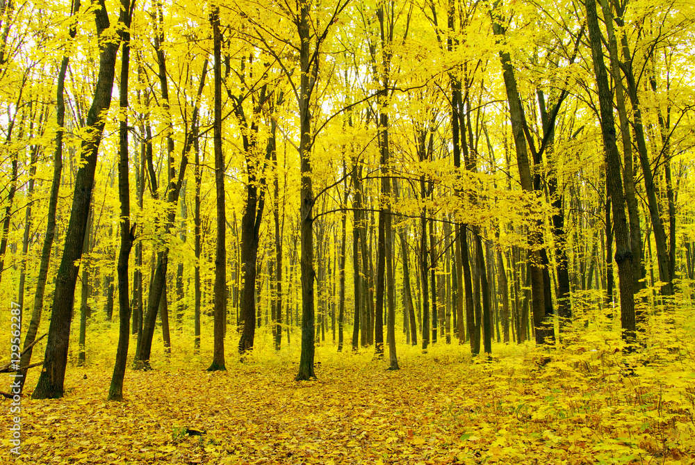 Fototapeta premium autumn forest