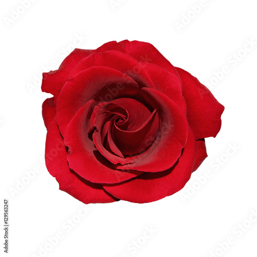 Fototapeta Naklejka Na Ścianę i Meble -  Rose rouge