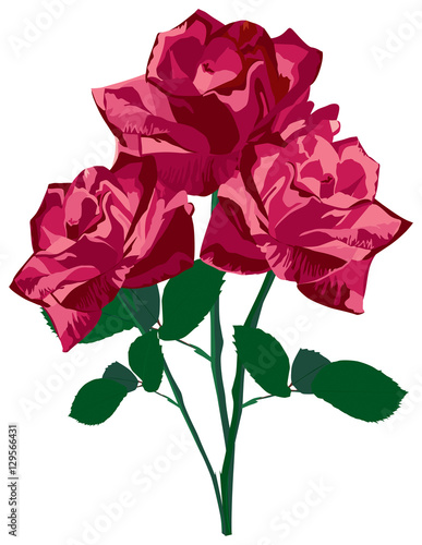 Red roses bouquet isolated on white background. Vector illustrat