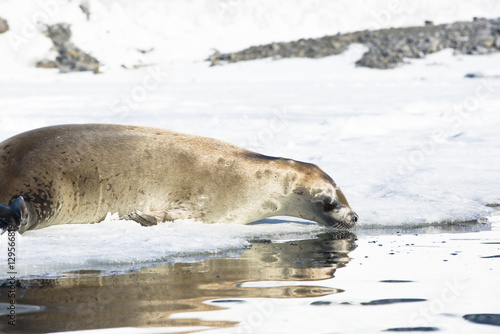 Drinking Seal