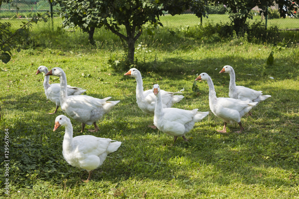White geese grazing in the garden. A few geese pecking at the green grass on a warm summer day.. White geese grazing in the garden. A few geese pecking at the green grass on a warm summer day..