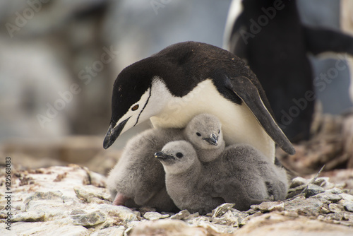 Close Proximity Penguin photo