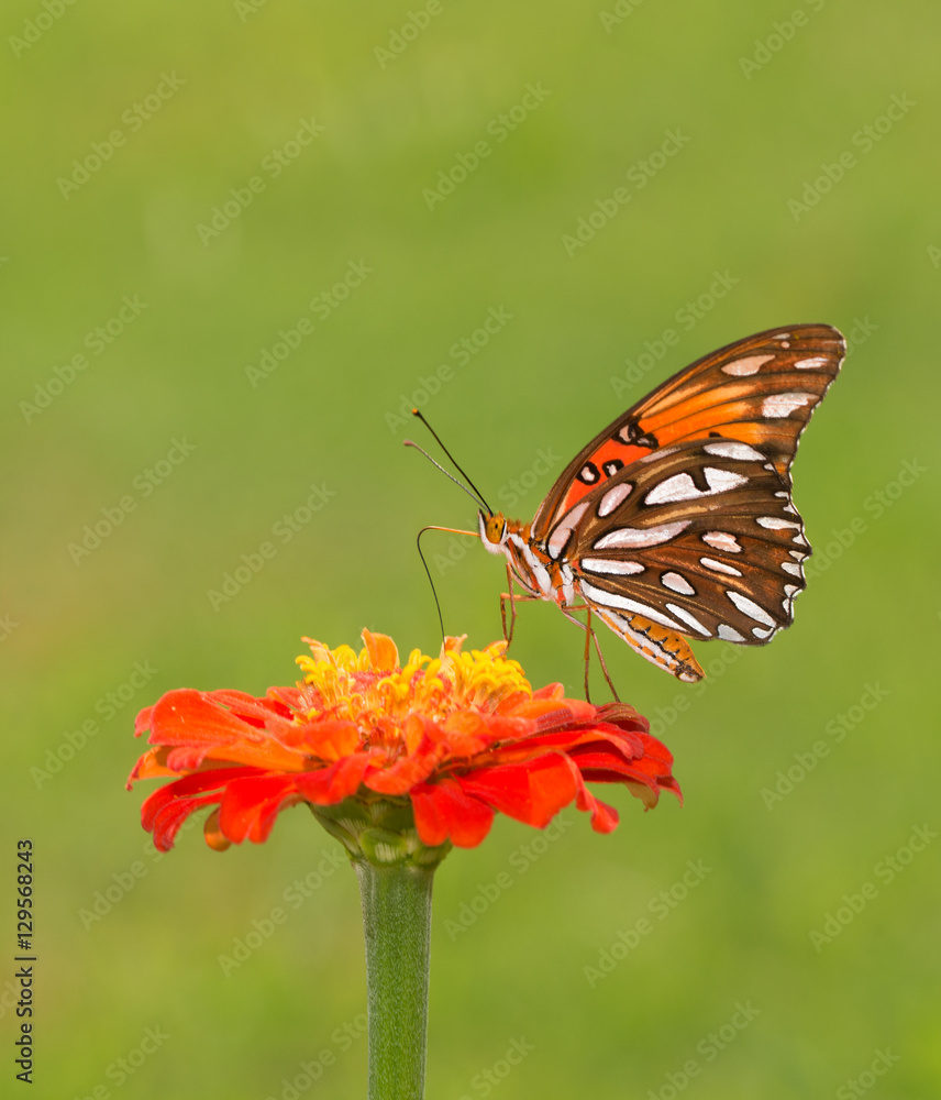Beautiful Gulf Fritillary butterfly feeding on an orange Zinnia flower against green summer background Beautiful Gulf Fritillary butterfly feeding on an orange Zinnia flower against green summer background