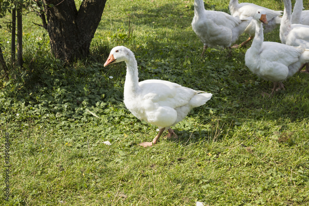 White geese grazing in the garden . Goose acting to protect the herd . White geese grazing in the garden . Goose acting to protect the herd .