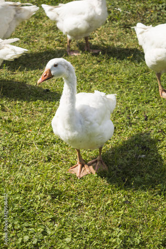 White geese grazing in the garden . Goose acting to protect the herd ..