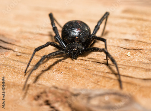 Black Widow spider outdoors on a piece of wood, front view