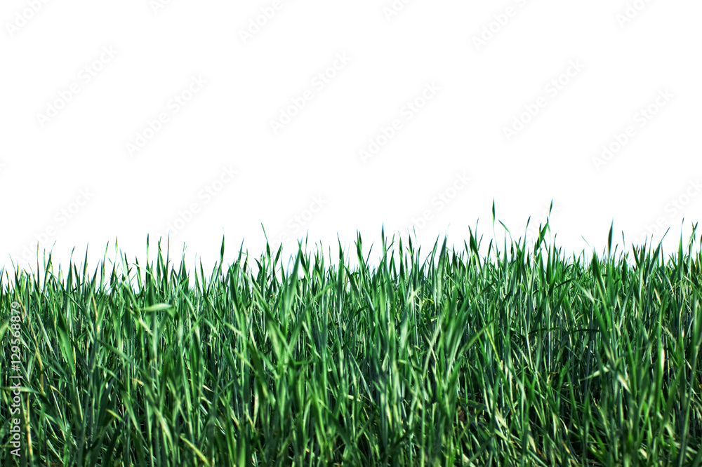 green grass green grass