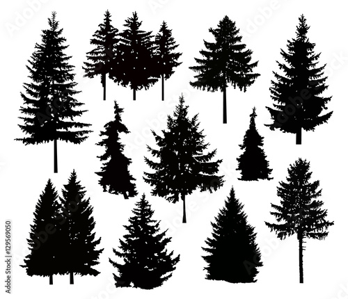 Silhouette of different pine trees. Can be used as poster  badge  emblem  banner  icon  sign  decor...