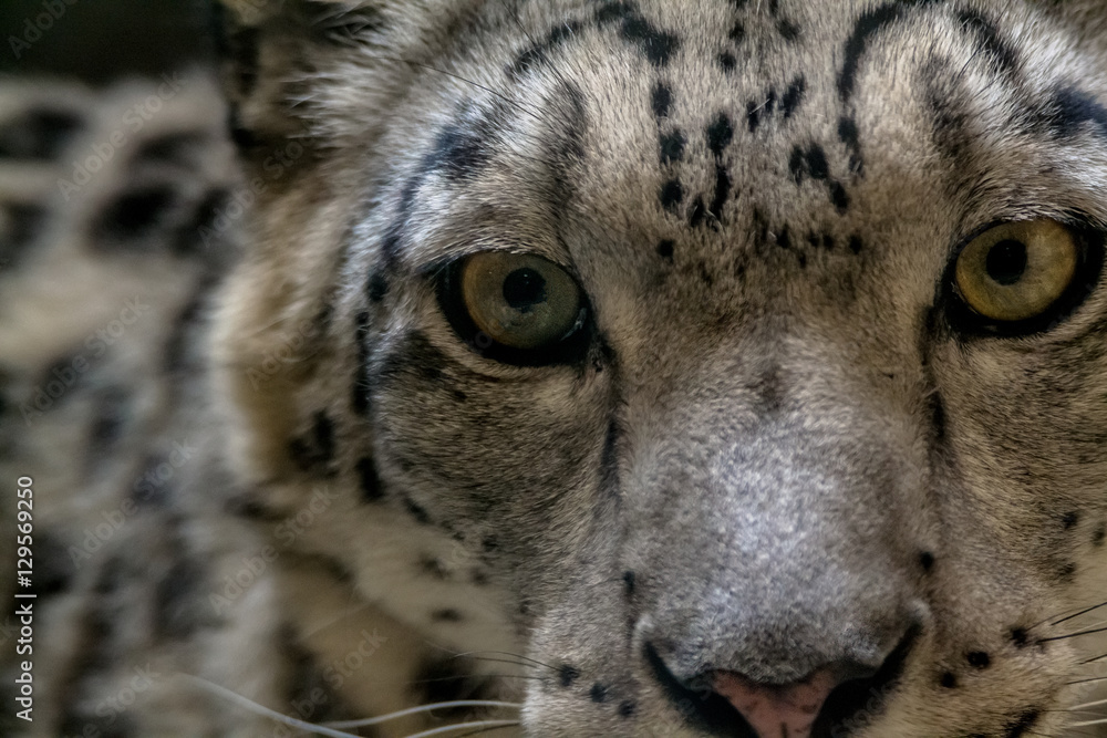 Naklejka premium Snow Leopard