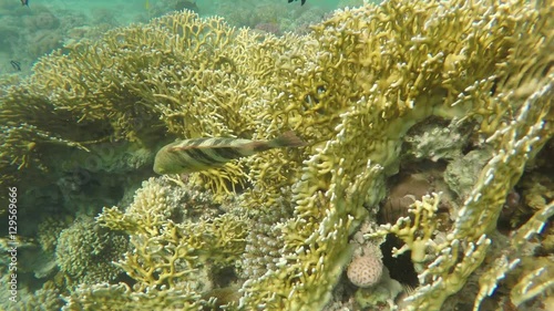 Broomtail Wrasse (Cheilinus lunulatus) in the Red Sea, Egypt, 4k
 photo