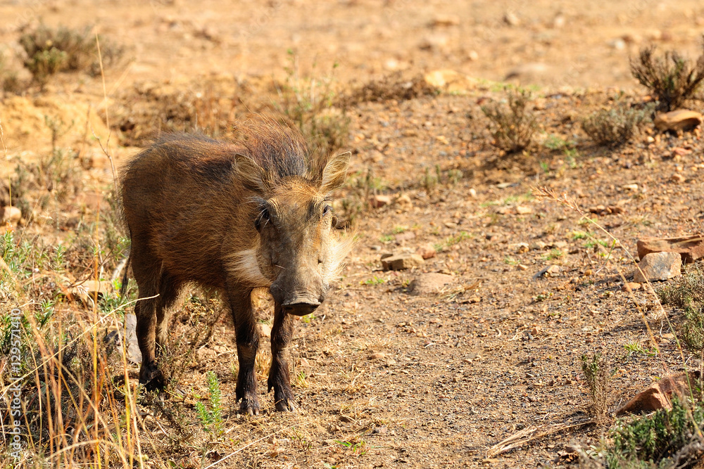 Fototapeta premium Warthog