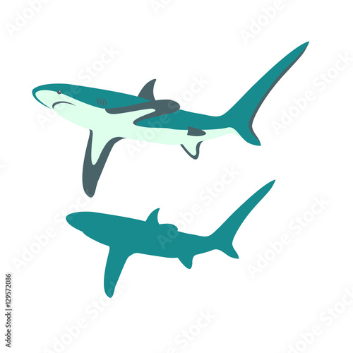 Shark color vector illustration style Flat profile
