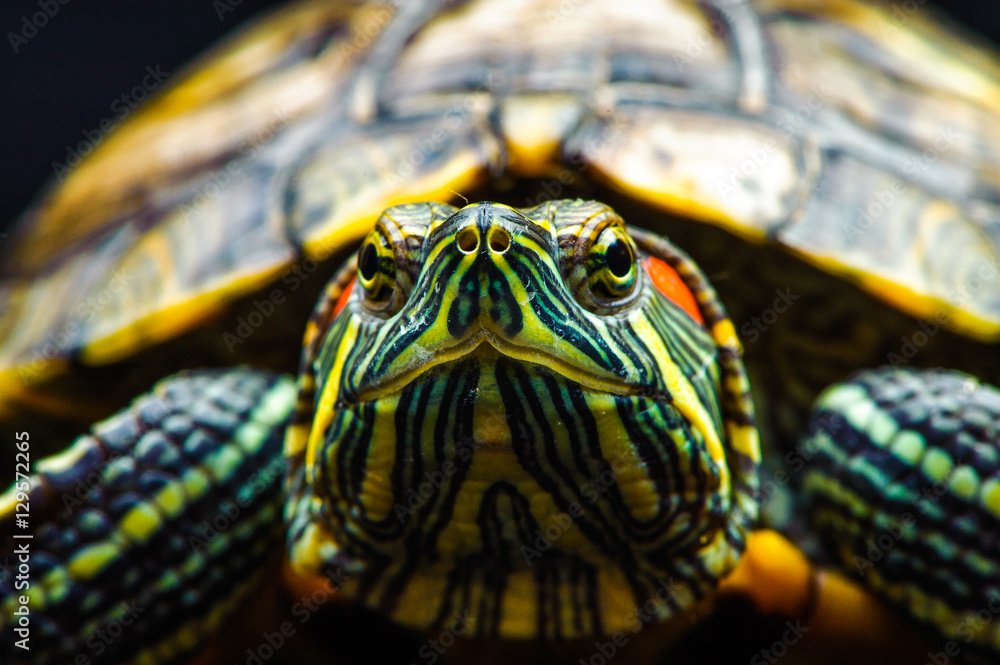 Obraz premium one Pond slider isolated on the black background.closeup