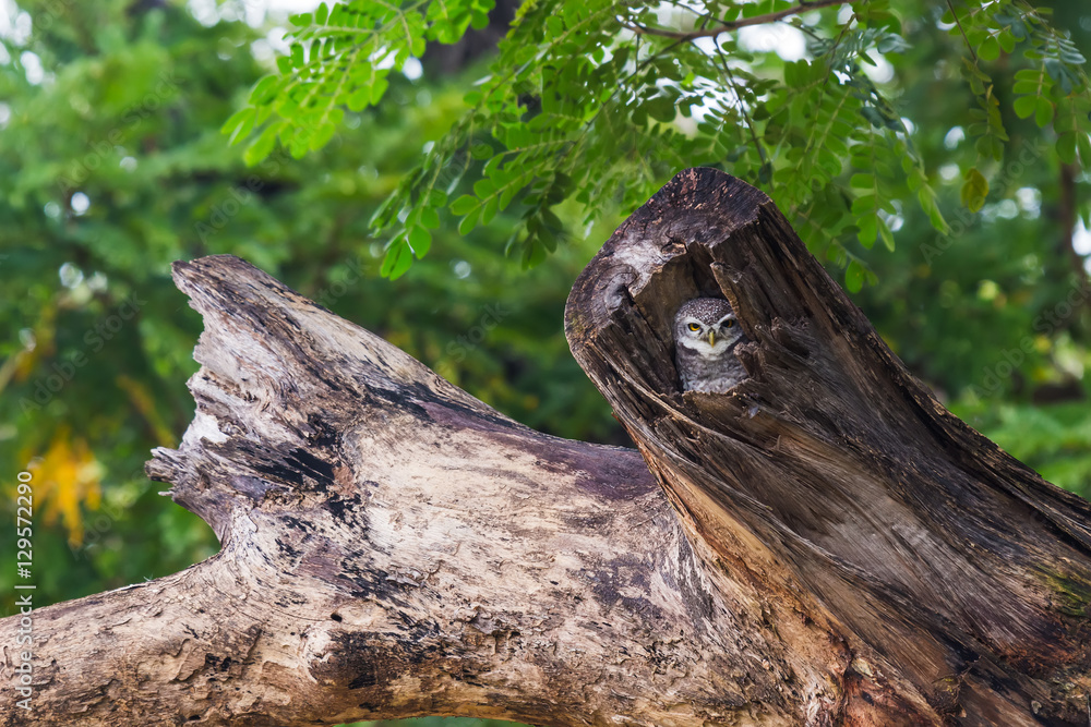 Asian barred owlet