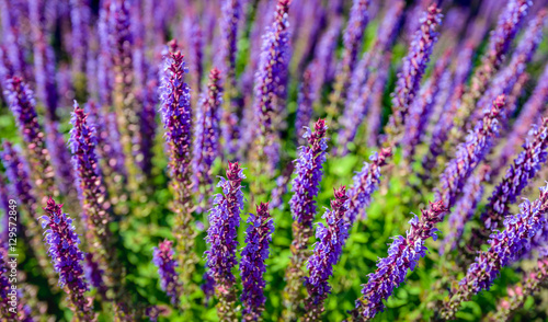 Purple blooming woodland sage from close