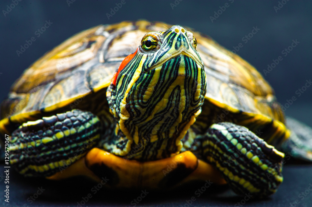 Obraz premium one Pond slider isolated on the black background.closeup