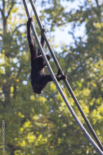 Canvas Print A peeing monkey in the ropes