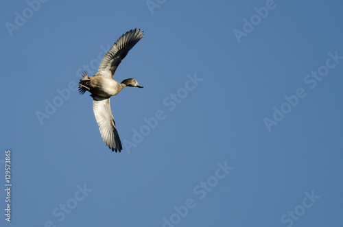 Ring-Necked Duck Flying in a Blue Sky