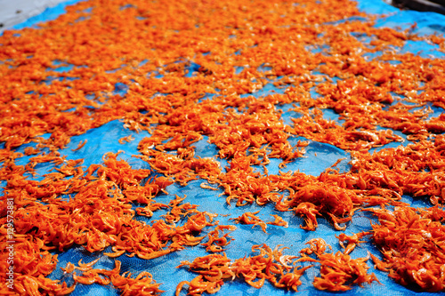 Dried shimps on net, shimps sunbath until dried, food preservation photo