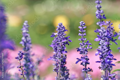 Blue Salvia field and bee