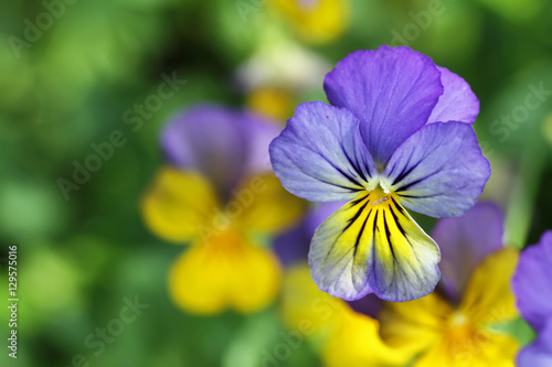 violet flower and background blur