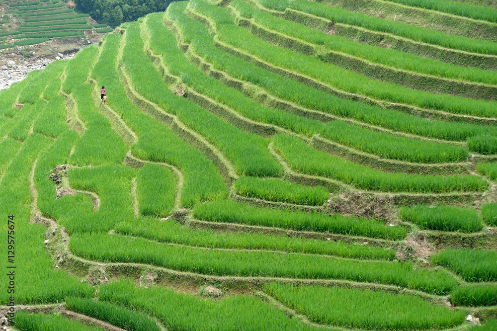 Rice terraces