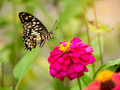 Monarch Butterfly on Pink Zinnia flower © Sunday Stock